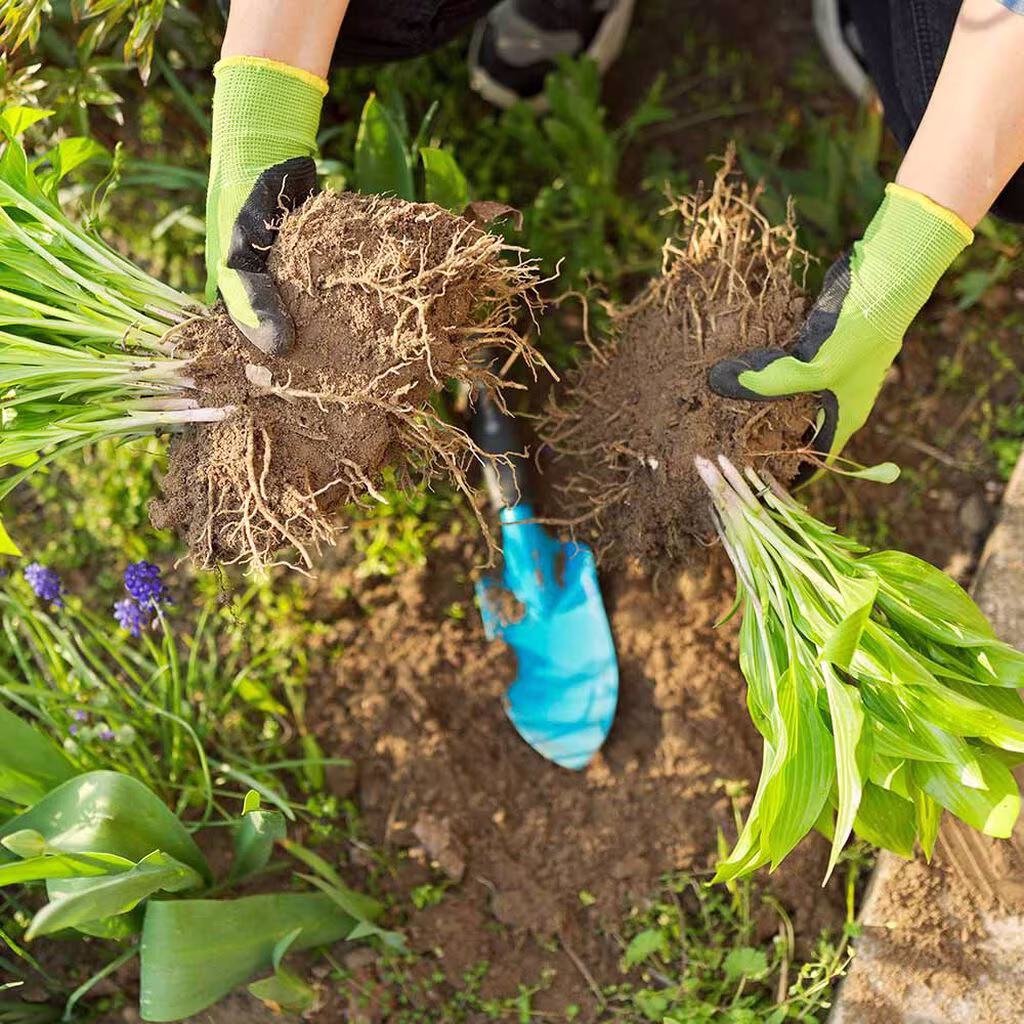 Divide perennials – and get more plants for free