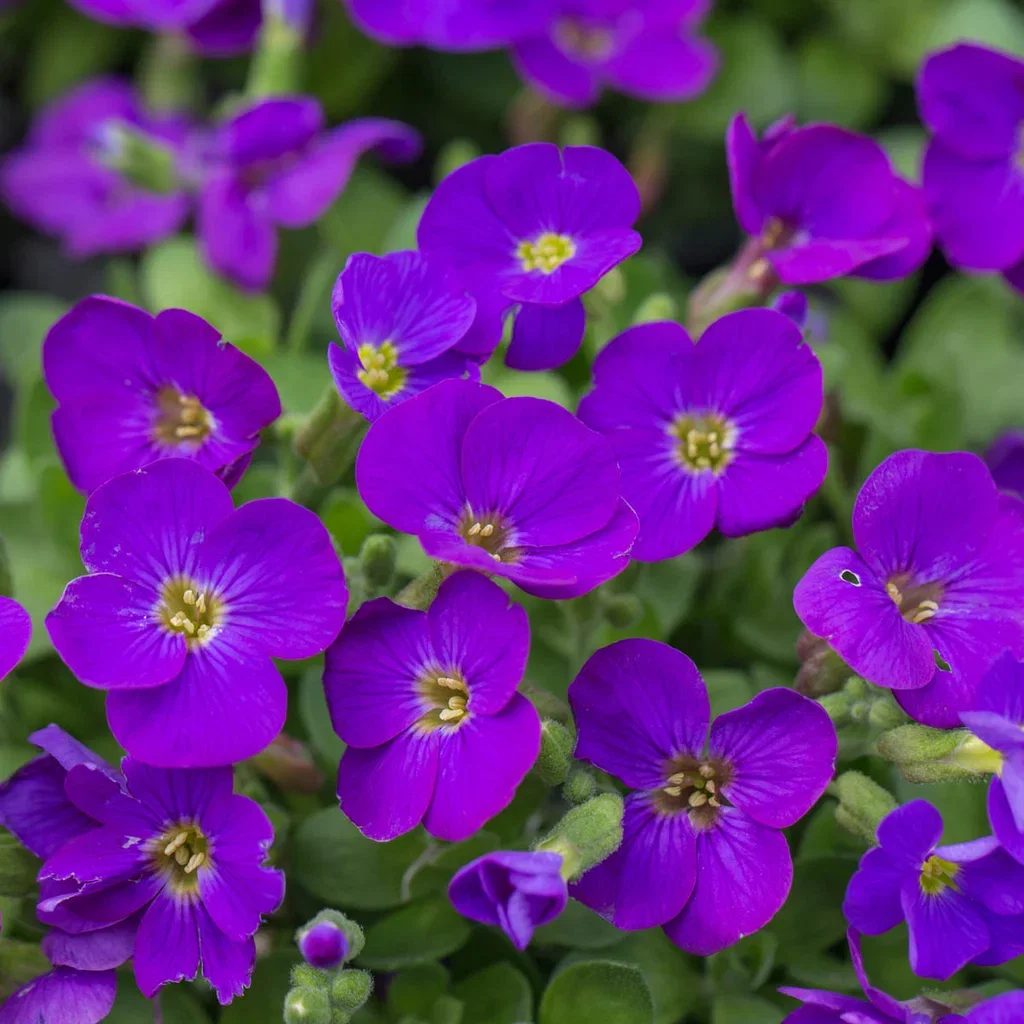 Aubrieta hybrida 12cm