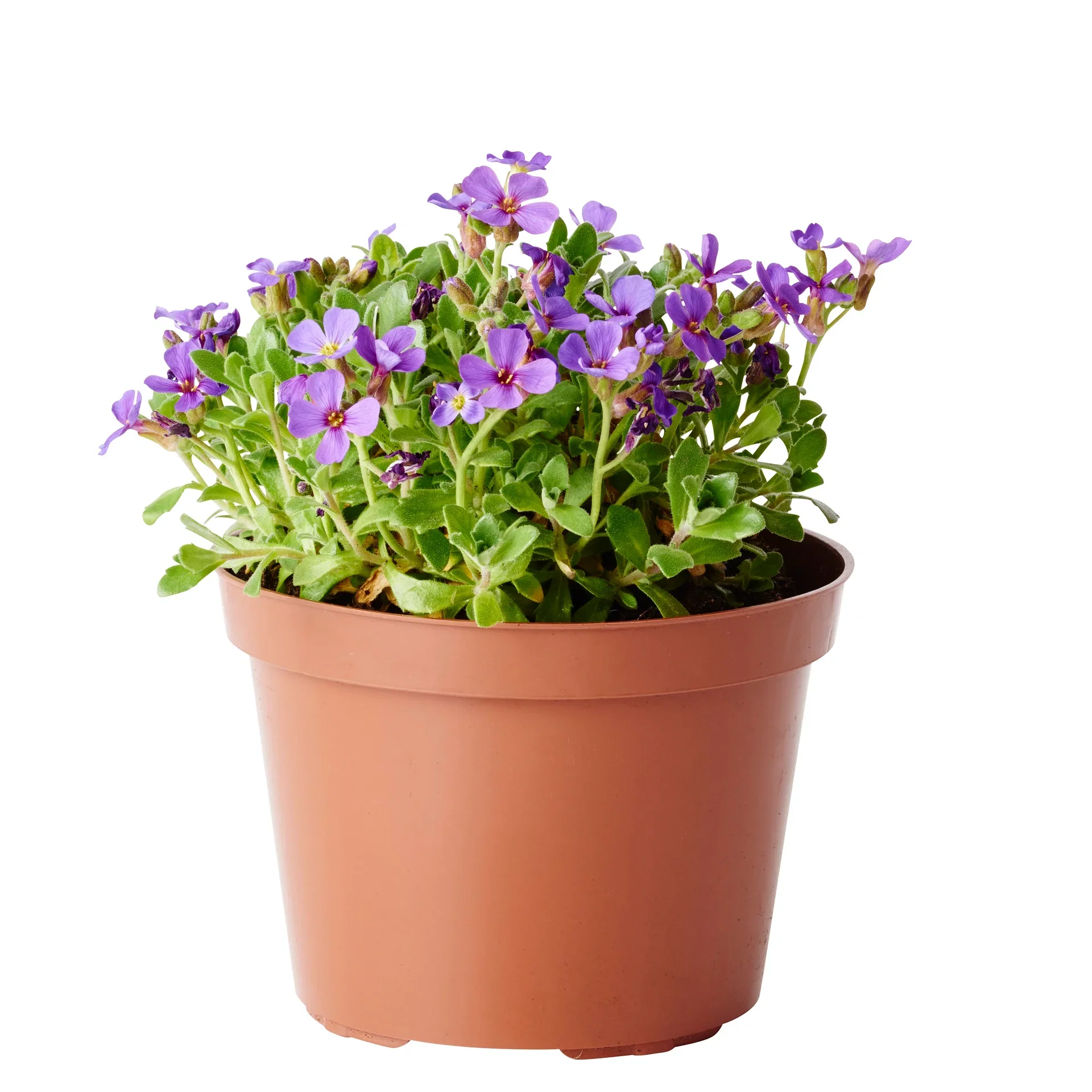 Aubrieta hybrida 12cm