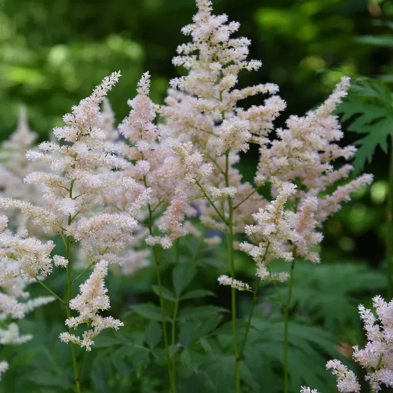 Astilbe (Japonica-Group) 'Europa'