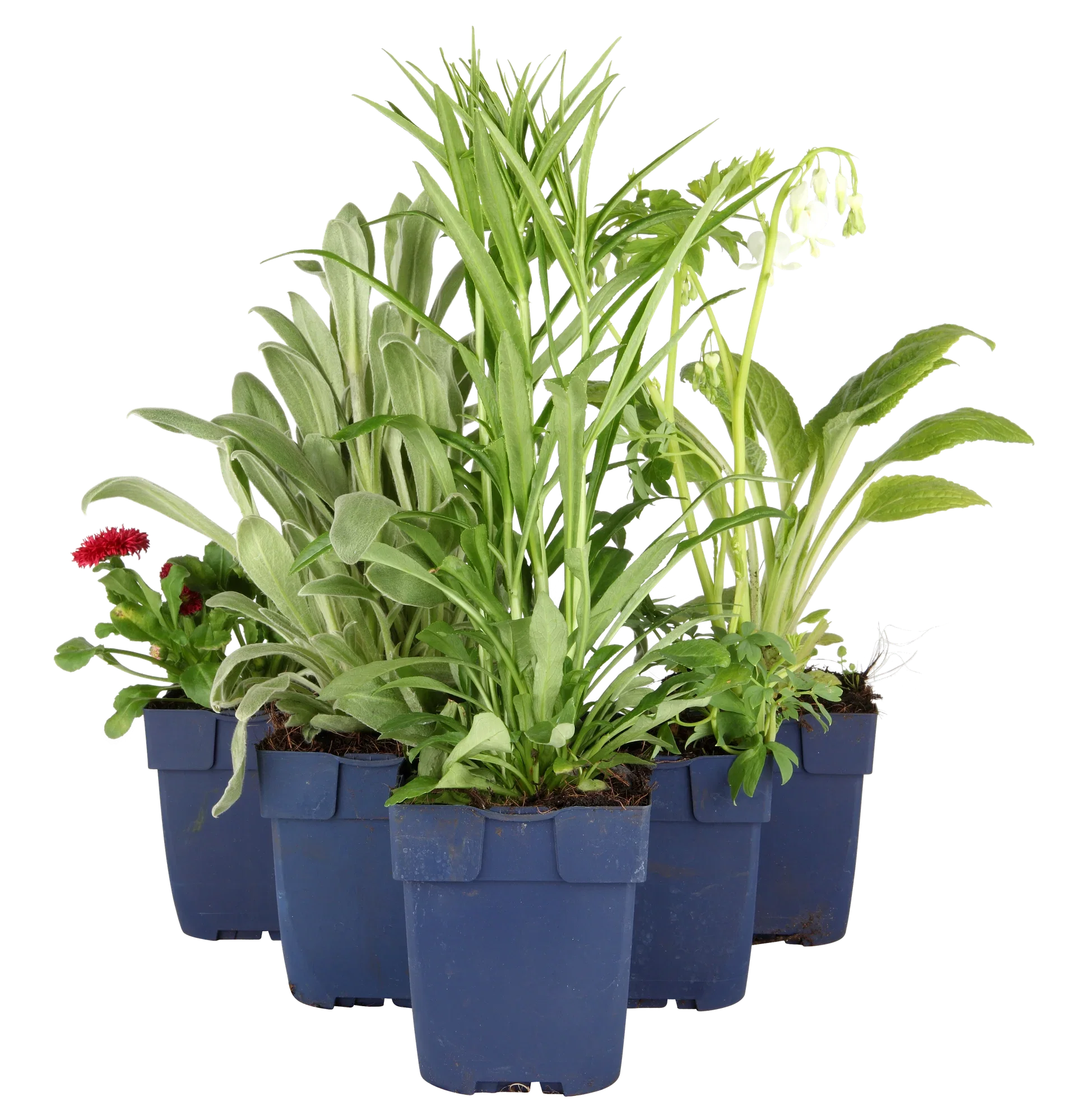 Delphinium (Elatum-Group) 'Astolat'