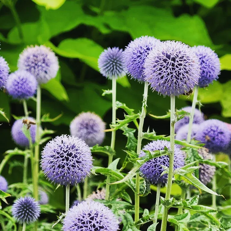 Echinops bannaticus 'Taplow Blue'