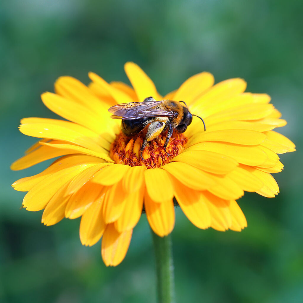 Hjelp pollinatorene i hagen og få en større innhøsting