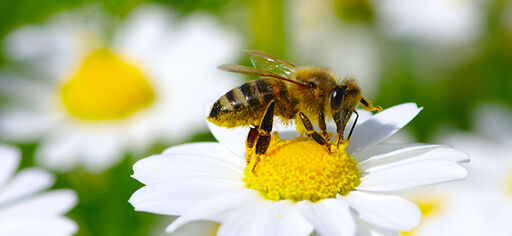 Planter som er bra for bier og pollinering