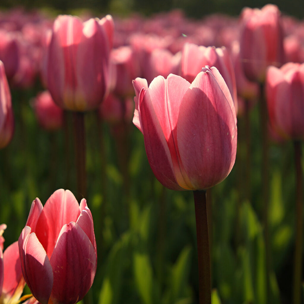 Tulipan – planting og stell