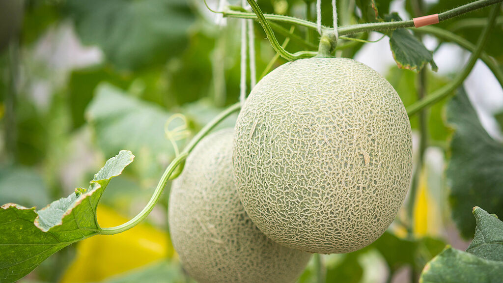 Meloner – slik dyrker du dine egne