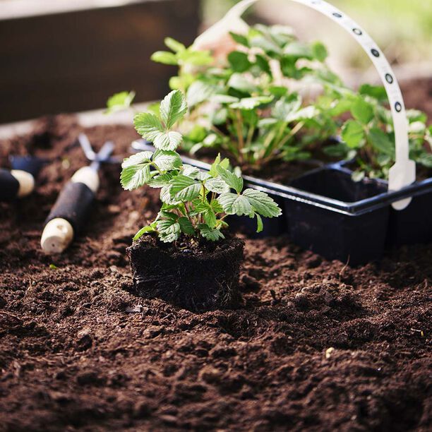 Velg riktig jord til plantene dine