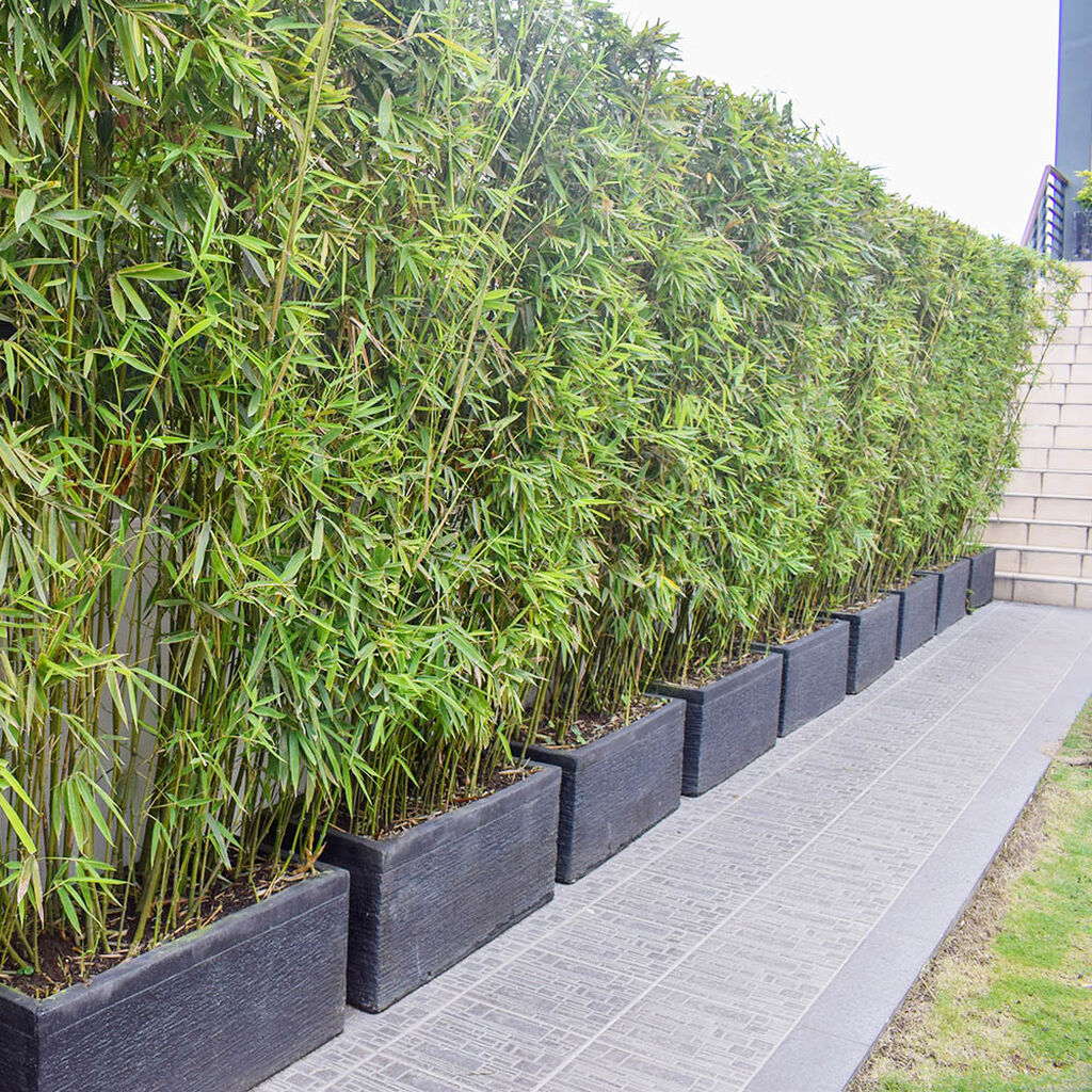 Bambus – planting og stell