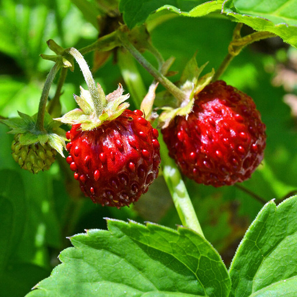 Markjordbær – slik dyrker du dine egne