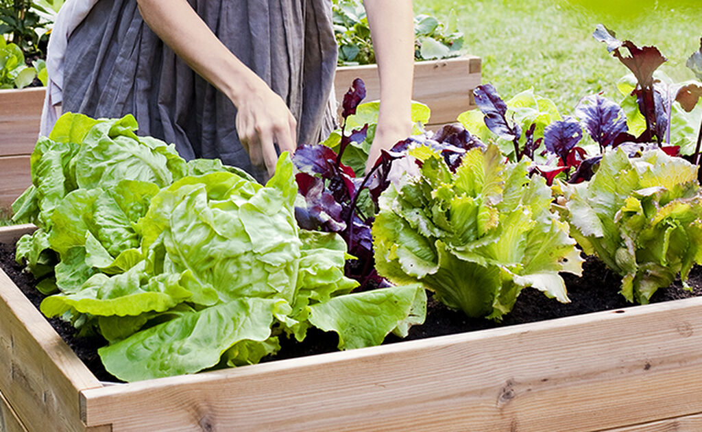 Salat – dyrk din egen