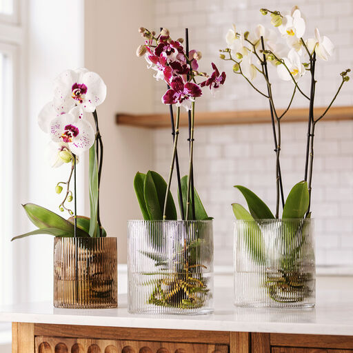 Orkidé i vann – slik gjør du det