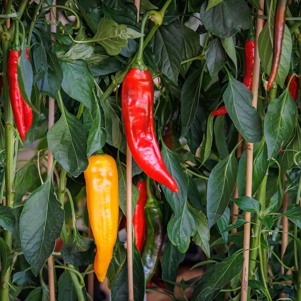 Chili – slik dyrker du din egen