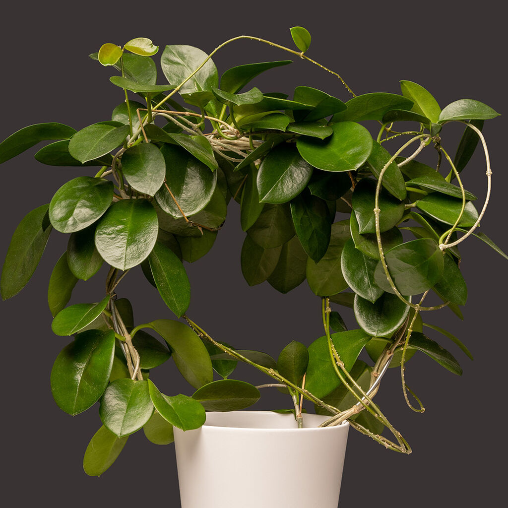 Porselensplante (Hoya) – fakta og råd om stell