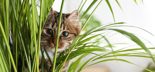 Disse plantene er giftige for katter og hunder