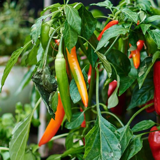 Chili – fra sterk til mild, hvilken vil du dyrke?