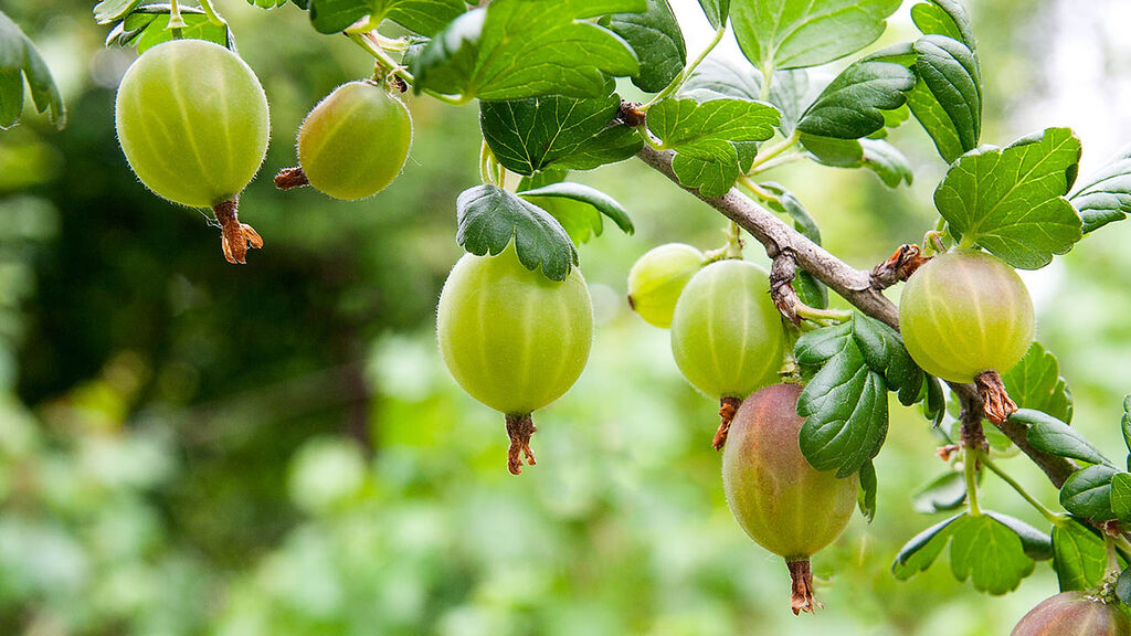 Stikkelsbær – slik dyrker du dine egne