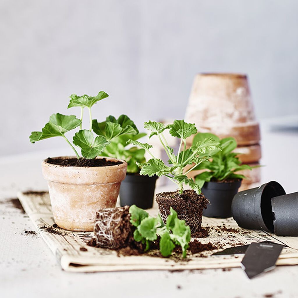 Ta stiklinger av potteplanter