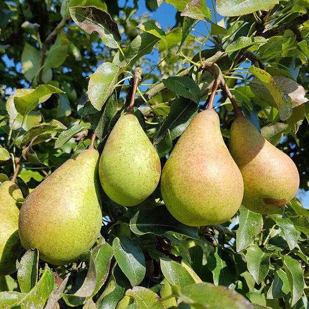 Velge pæretre – Tips og råd om ulike sorter
