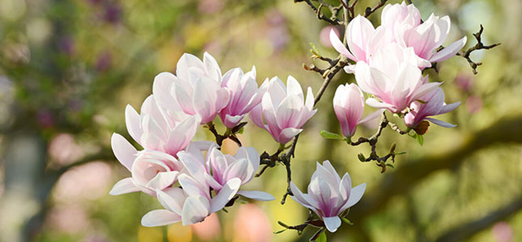 Magnolia – planting og stell