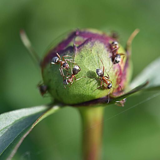 Maur i hagen – til nytte og besvær