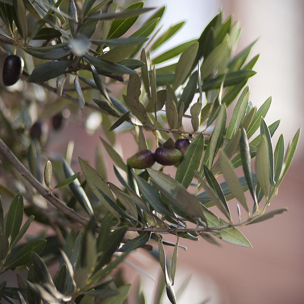 Oliventre – planting og stell