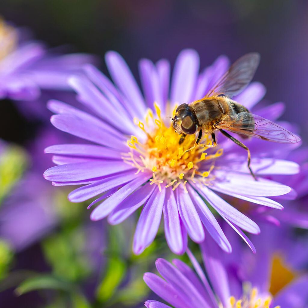 Planter som er bra for bier og pollinering