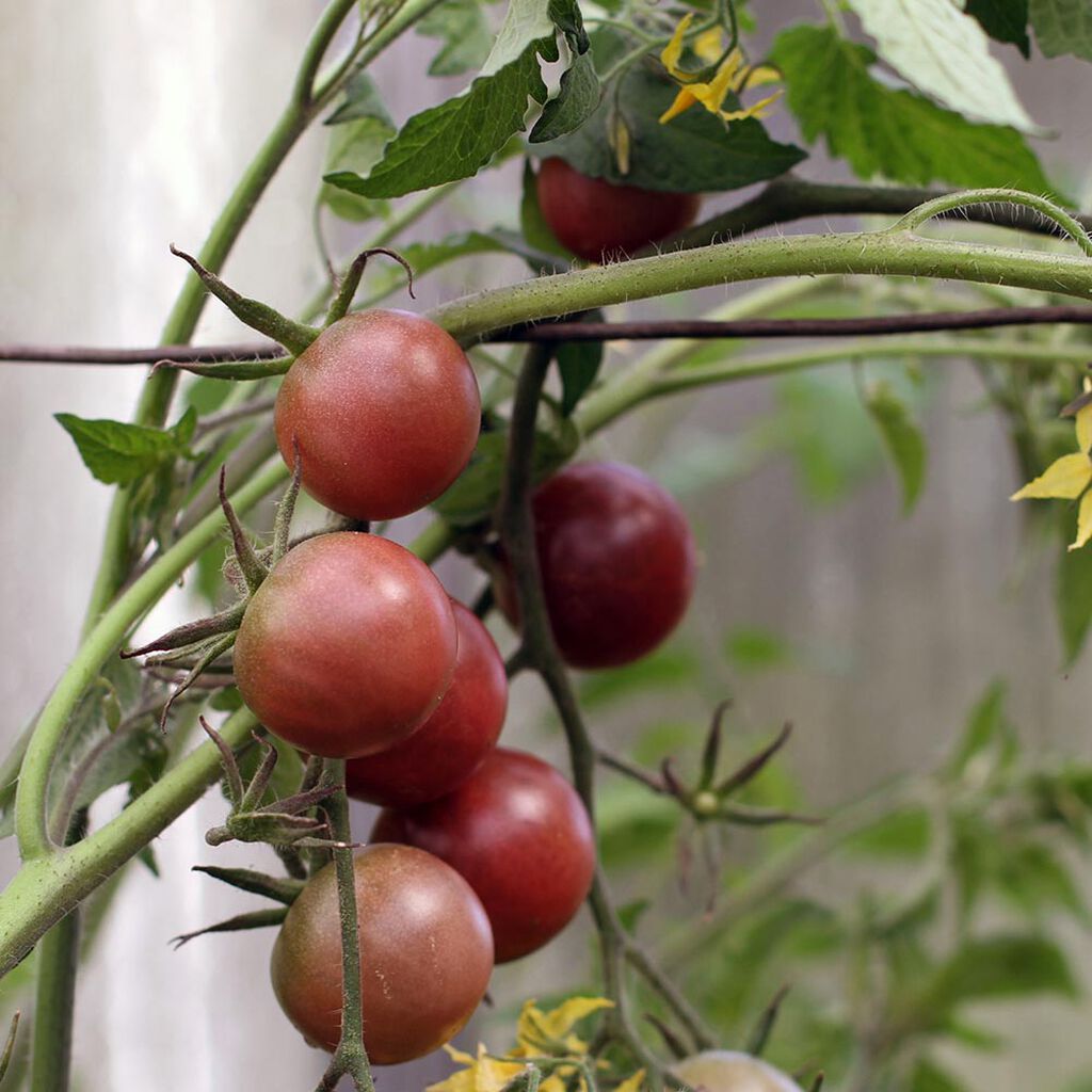 Cherrytomater – slik dyrker du dine egne