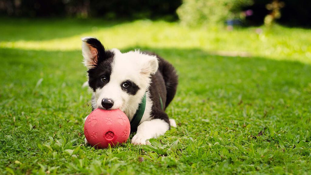 Hundevalp: 8 ting du bør ha når valpen flytter inn