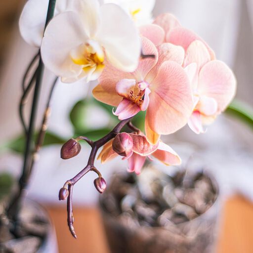 Orkidéer – nye måter å bruke dem på