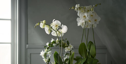 En luksuriøs orkidé eller friske snittblomster til nyttårsfest