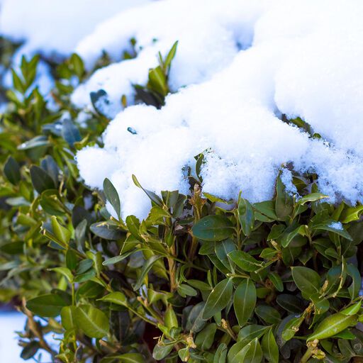 Vintergrønne busker – slik lykkes du