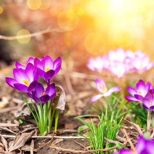 Hagekalender for våren – dette kan du gjøre i hagen nå