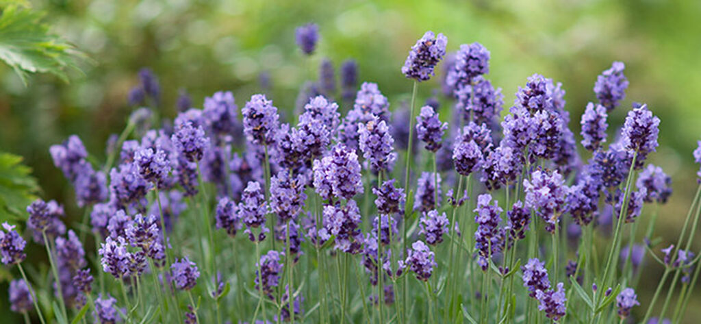 Lavendel – planting og stell