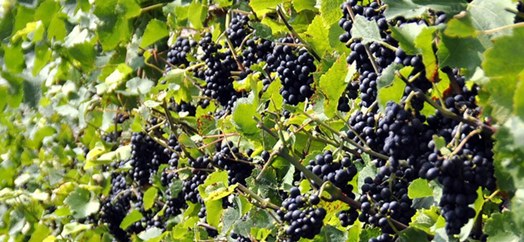 Vinranker og druer – slik dyrker du dine egne