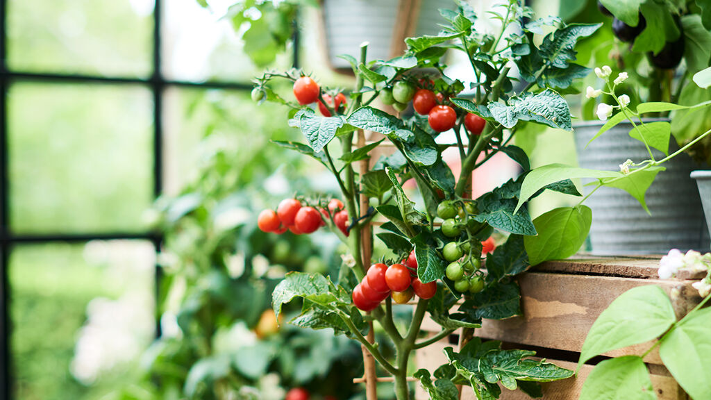 Tomater – dyrk dine egne