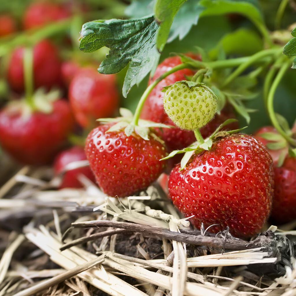 Jordbær – slik dyrker du dine egne