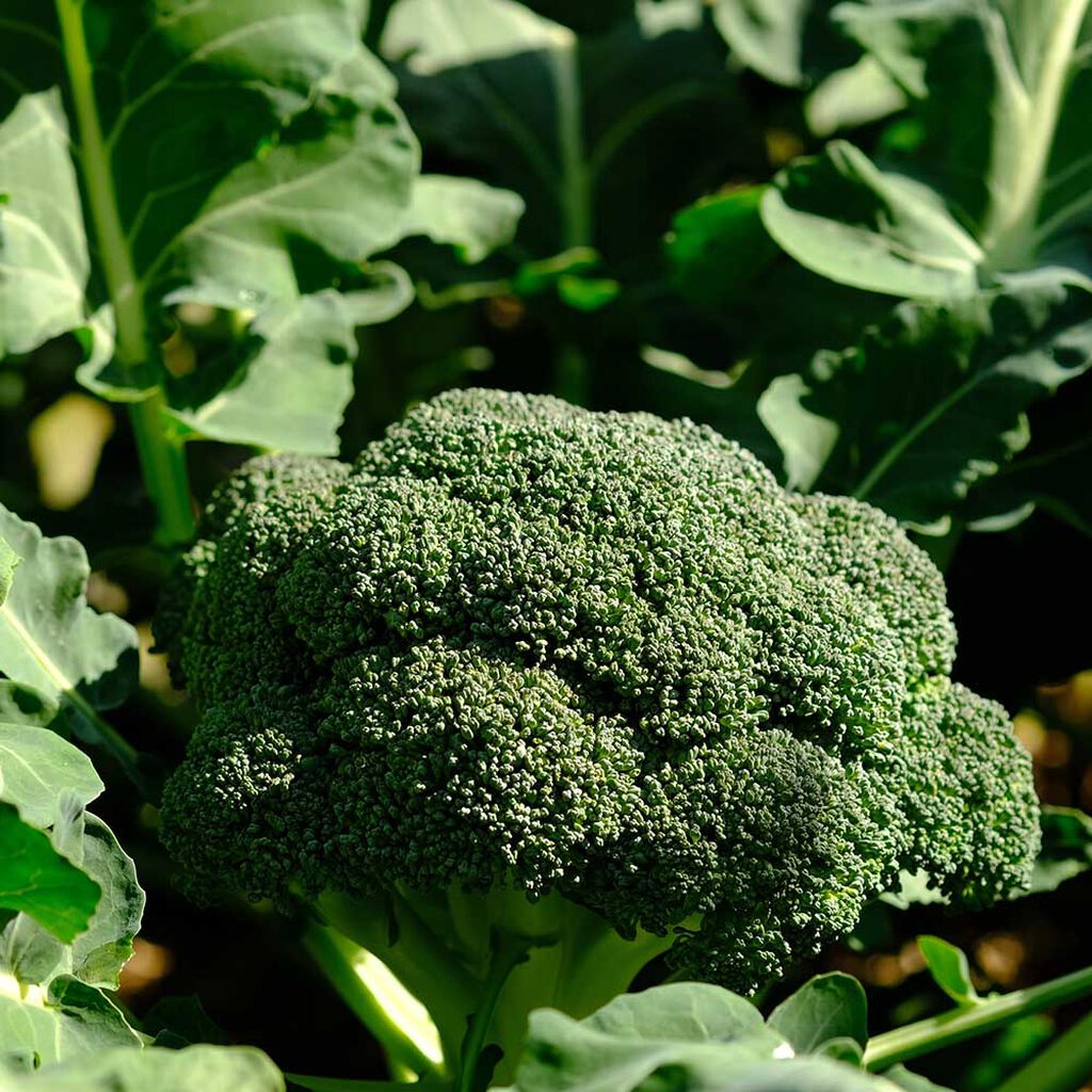 Brokkoli – slik dyrker du din egen