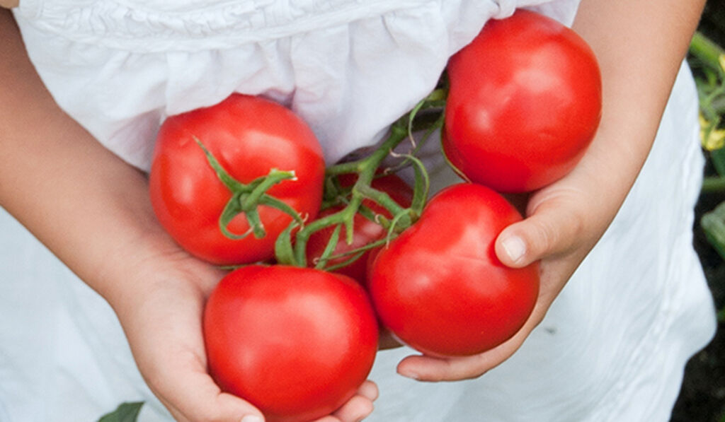 Tomater – slik dyrker du dine egne
