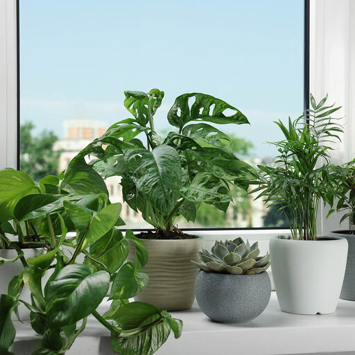 Herlige planter til alle vinduer
