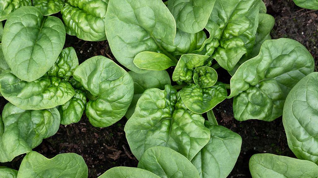 Spinat – slik dyrker du din egen
