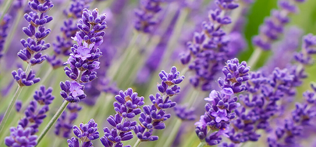 Lavendel – slik lykkes du