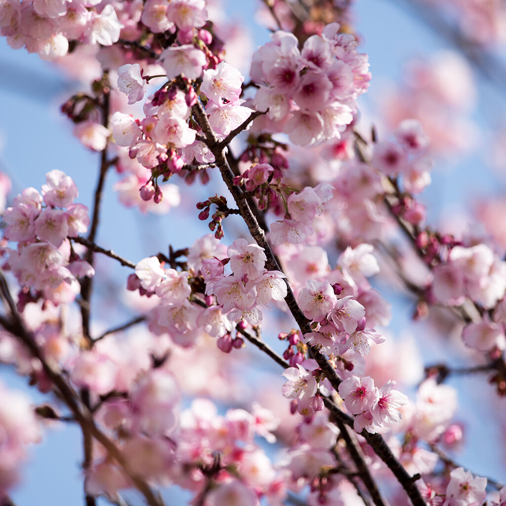Kirsebærtre – planting og stell
