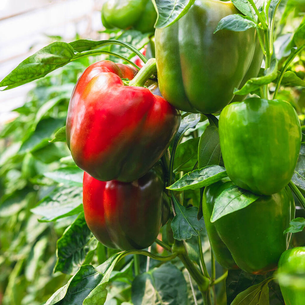 Paprika og chili – slik dyrker du din egen