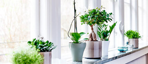 Herlige planter til alle vinduer