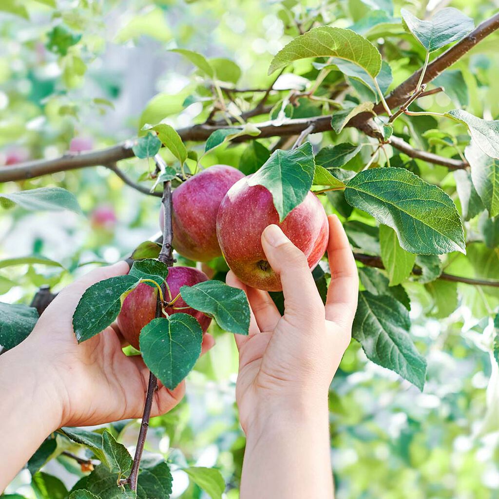 Frukttrær – slik lykkes du