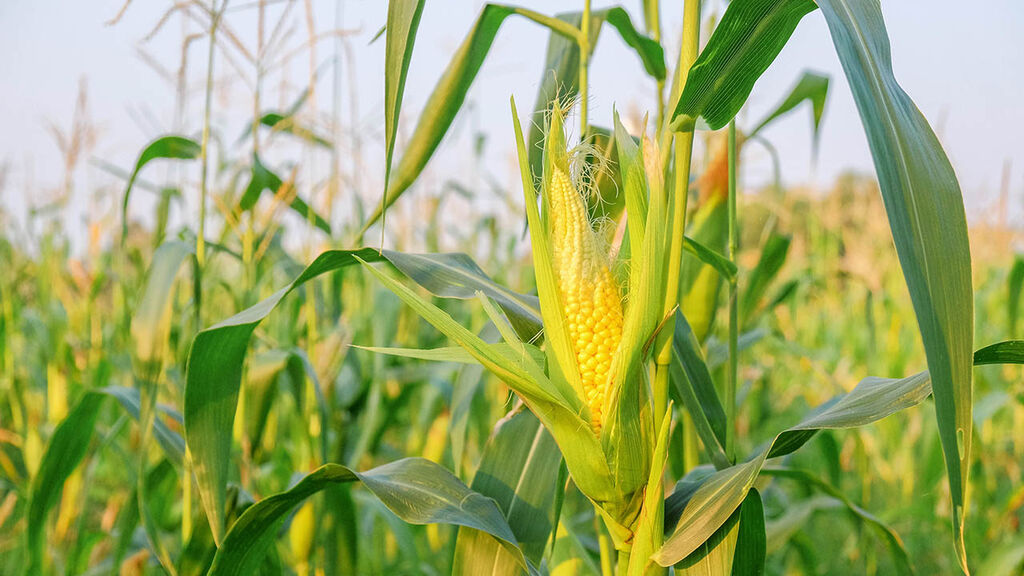 Mais – slik dyrker du din egen