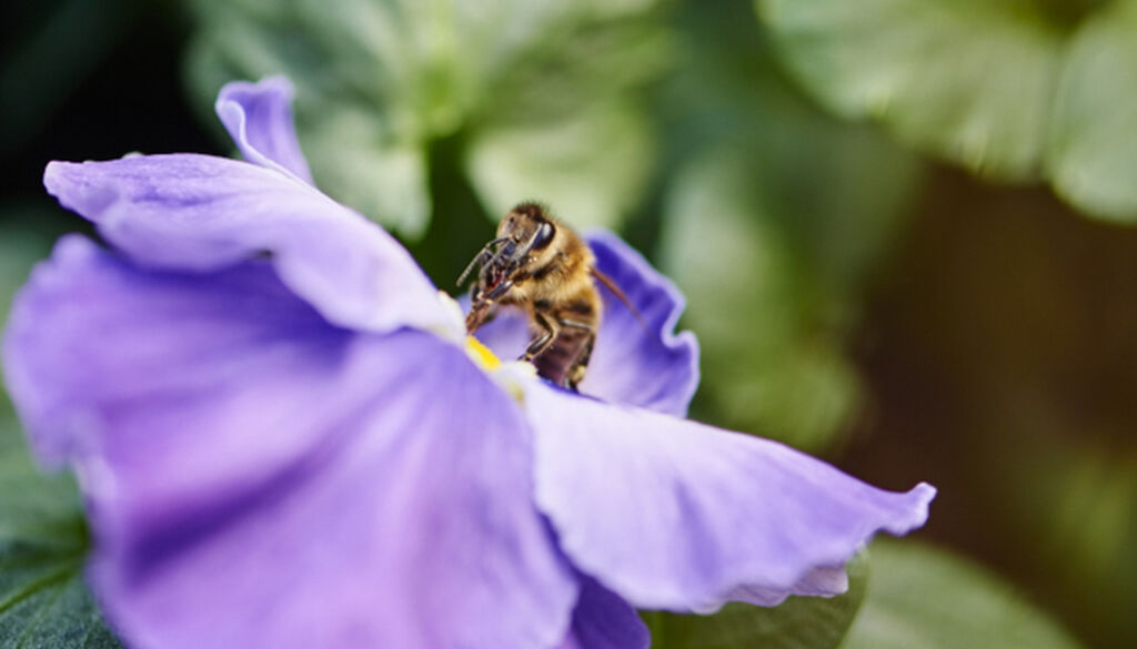Inviter pollinatorer til plantingen din