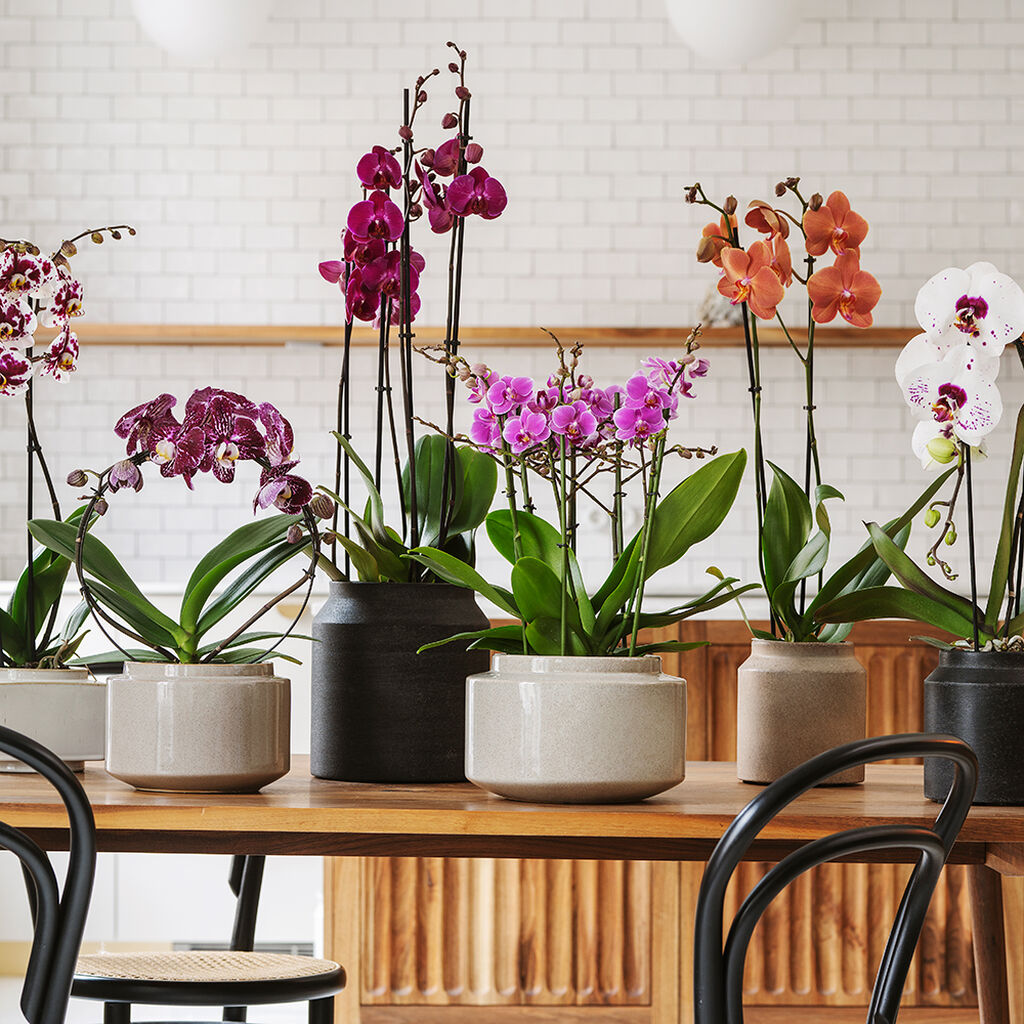 Orkidé –  fakta og råd om stell
