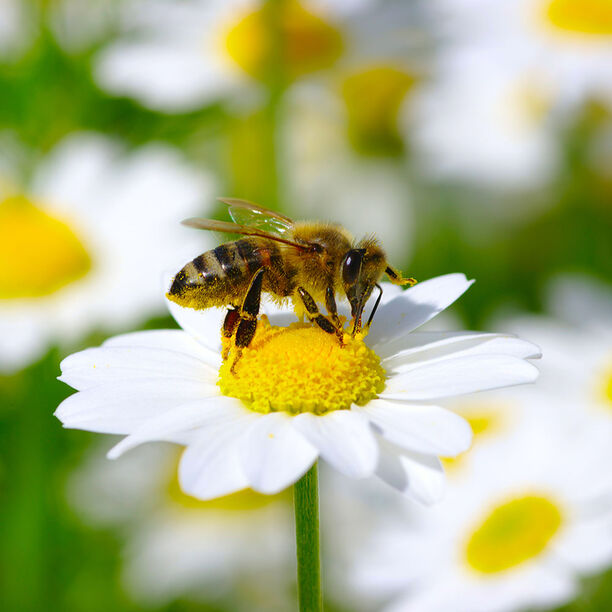 Guide: Planter som er bra for bier og pollinering