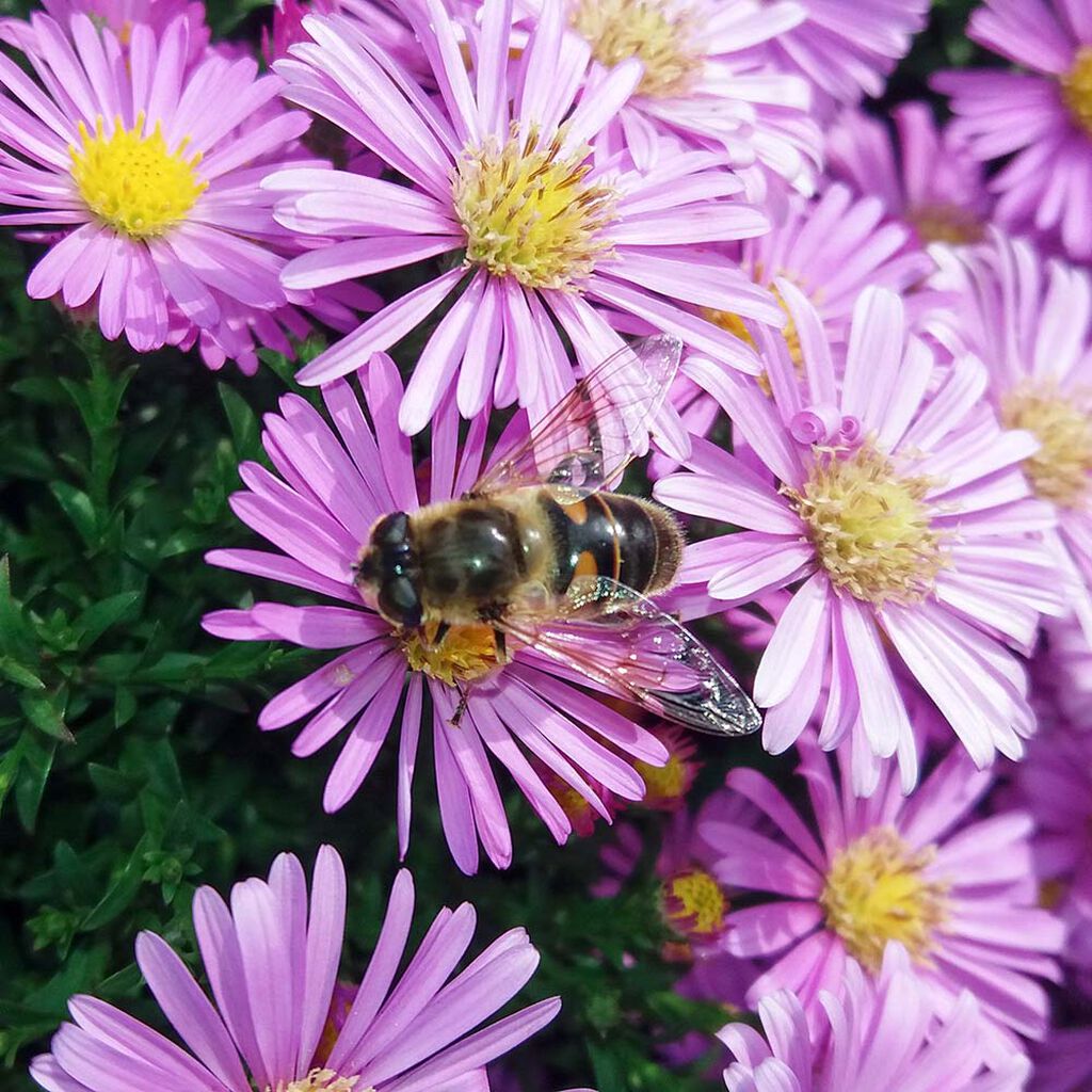 Inviter pollinatorer til høsthagen